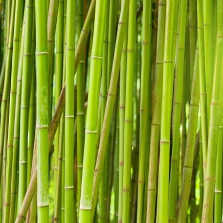 Actif naturel Bambou